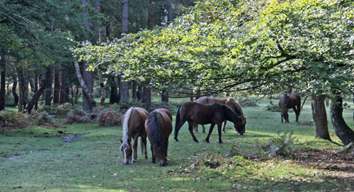 self-catering holidays new forest