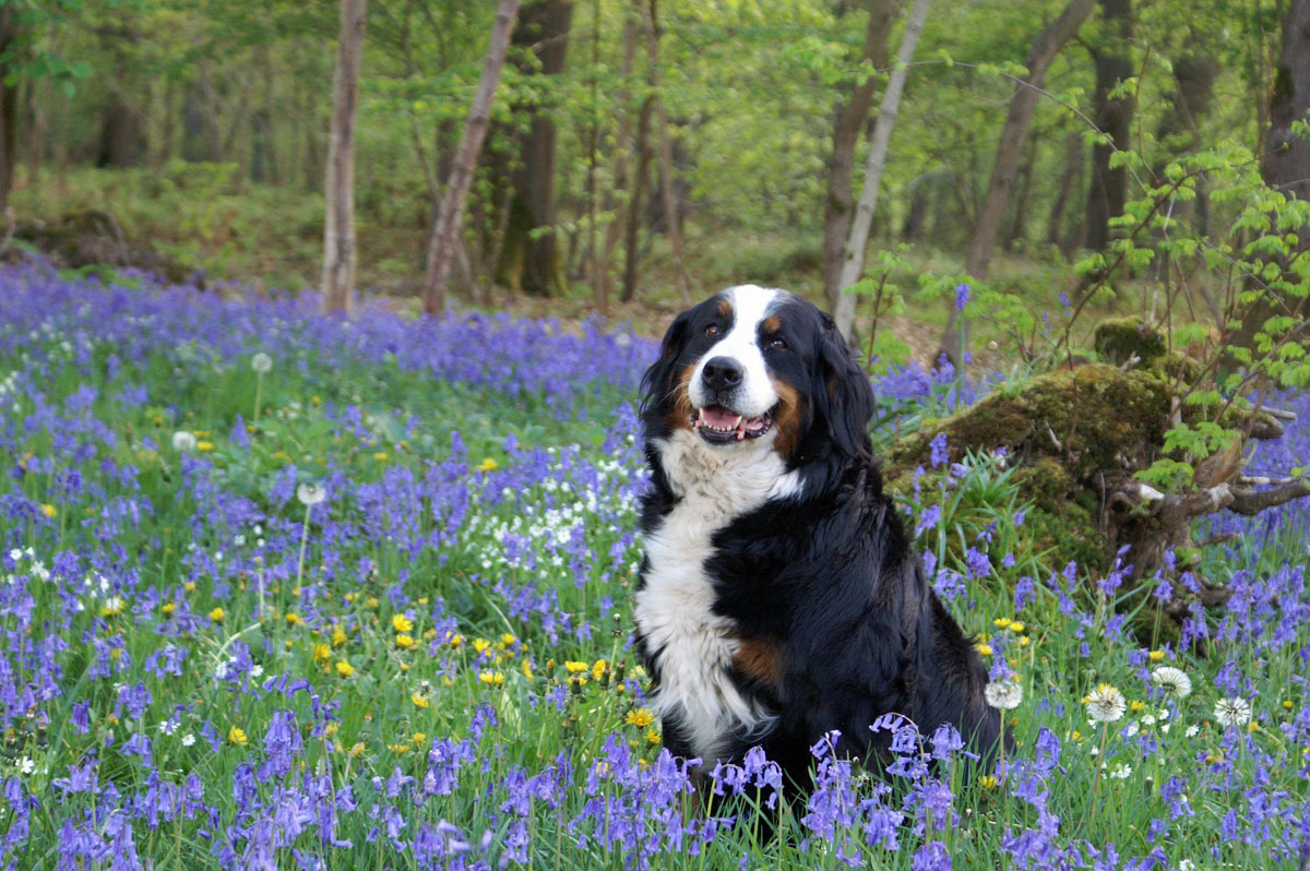 Forest of Bowland dog-friendly holidays