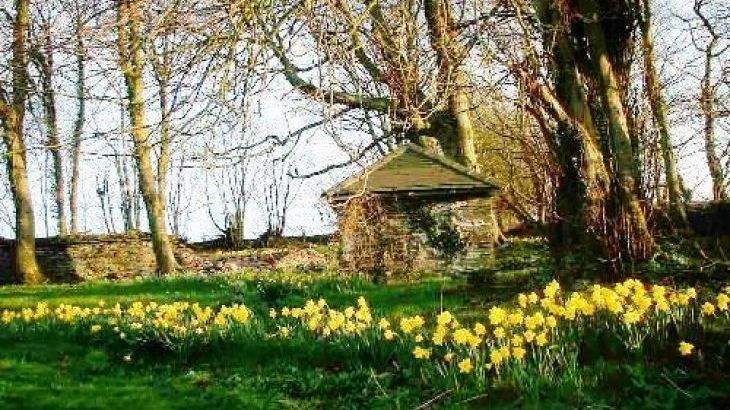 Spring time at Hafod Grove