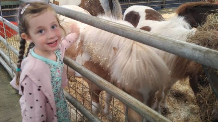 A day out at Folly Farm is fantastic for young children