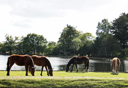 short breaks new forest