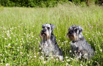 dogs welcome holidays in rural areas