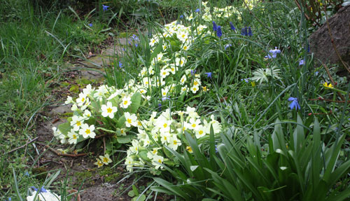 Suffolk is rich in wild flowers and holiday cottages